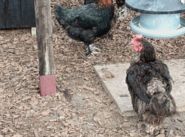 Copper maran hens