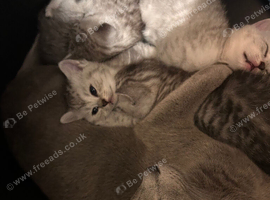 Russian blue mix