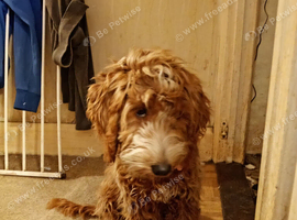 Female cockapoo 6 month old