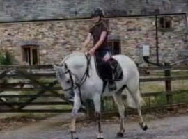 *** Connemara x tb***