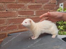 jill ferrets