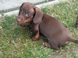 Minature dachshund Chocolate boy left!!