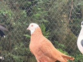 Afghan pigeons