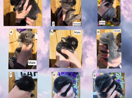 Baby Lionhead x Netherland Dwarf Bunnies