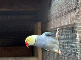 Breeding pair of ringnecks