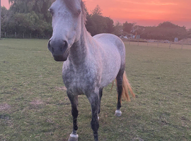 Kind, Loving Companion Home Wanted for Special Welsh B Mare