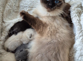 Ragdoll x British short hair kittens