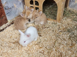 Loving little angora baby rabbits