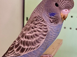 Young budgies