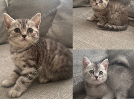 Three BSH registered kittens