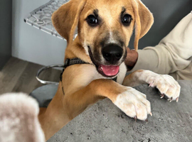 4 month old fox hound mixed breed