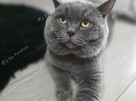 British shorthaired kittens