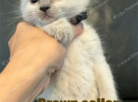 Ragdoll kittens blue point