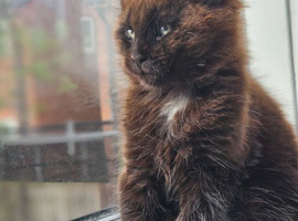 Main Coon Registered Polydactyl Female and 2 Males
