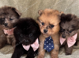 Beautiful Merrill puppies