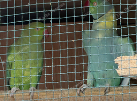Ringneck breeding pair