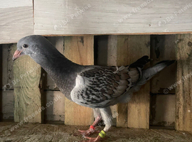 Syrian pigeons for sale in Grimsby