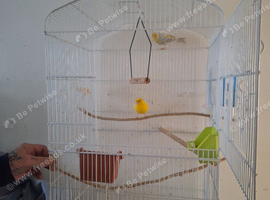 Pair of Canaries