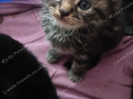 Beautiful kittens