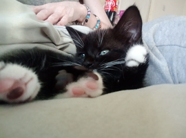 2 black and white kittens looking forward r forever homes