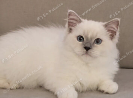 Gccf show breed lilac mitted eu boy