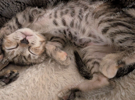 Gizmo the super social kitten