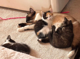 Kittens for for sale