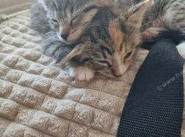2 x beautiful girls