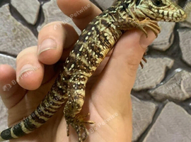 Red Tegu at Birmingham Reptiles