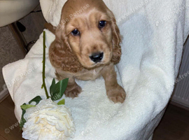 Puppy