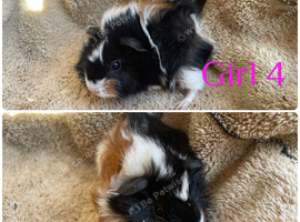 Boys and girls guineas  for sale