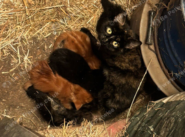 Two kittens remaining.