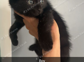 3 black Maine coon kittens
