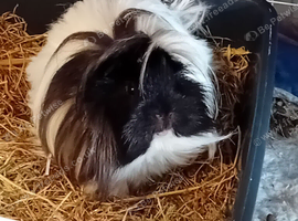 male guinea pig long haired