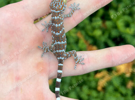 Tokay geckos