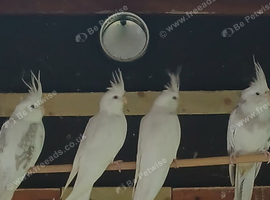 Baby albino cockatiel for sale