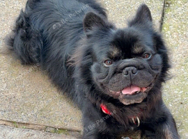 Long haired frenchie KC registered