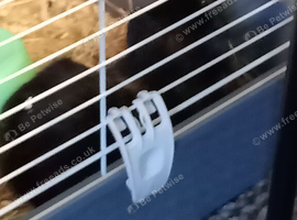 Guinea pigs for sale