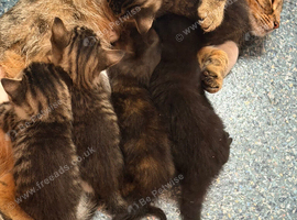 5 kittens for sale