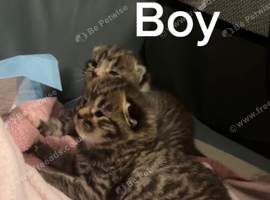 Two beautiful kittens for sale