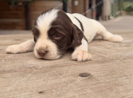 KC Springer spaniel puppies
