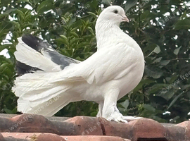 Garden fantails