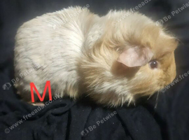 Baby gunea pigs ready NOW