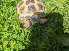 6 year old male
