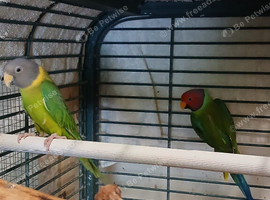 Pair of Plumheads for sale