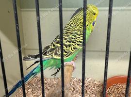 2 male budgies