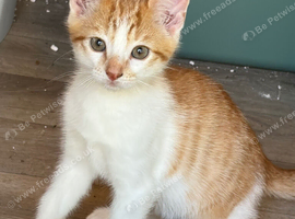 4 cute kittens for sale