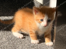 Charlie and Ginger need a loving home