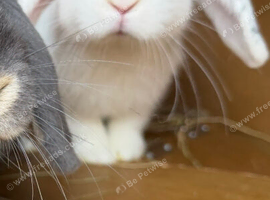 Mini lop boy