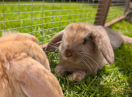 Mini lops